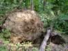 uprootedtree_small.jpg