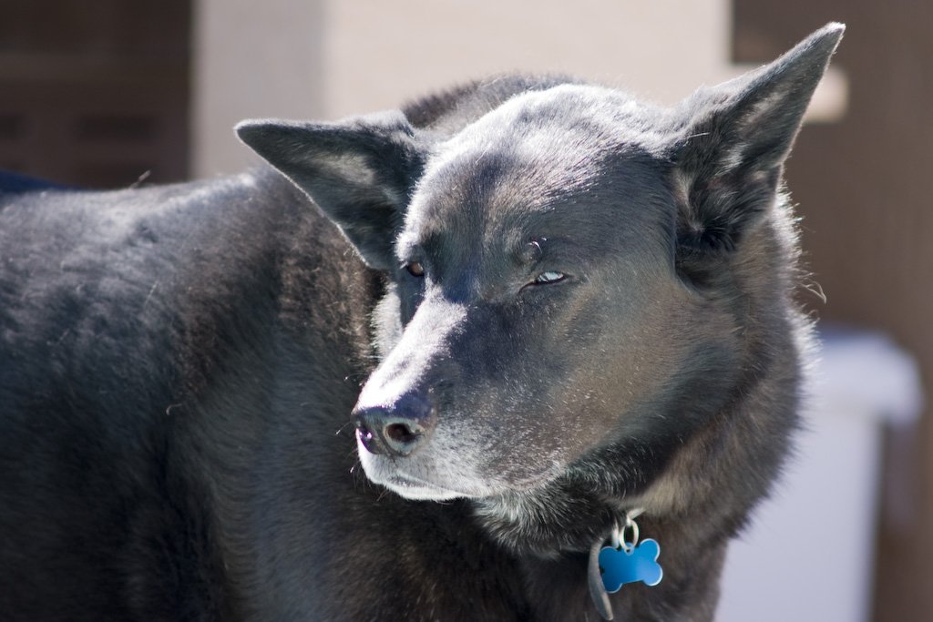bear.jpg