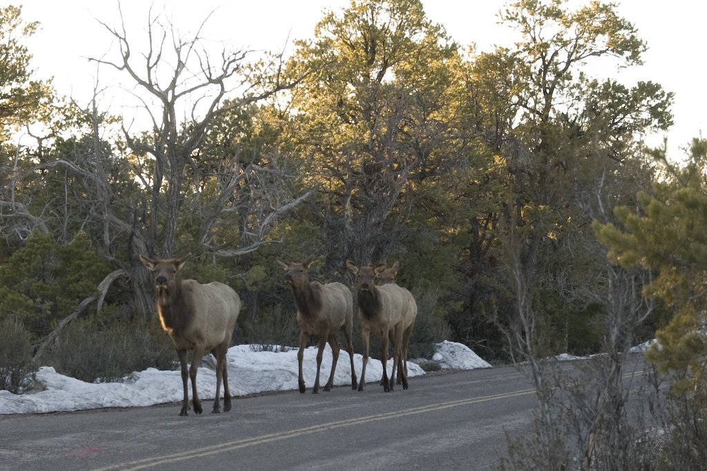 elk.jpg