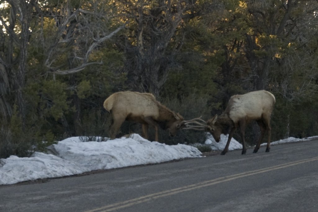 elkfight.jpg