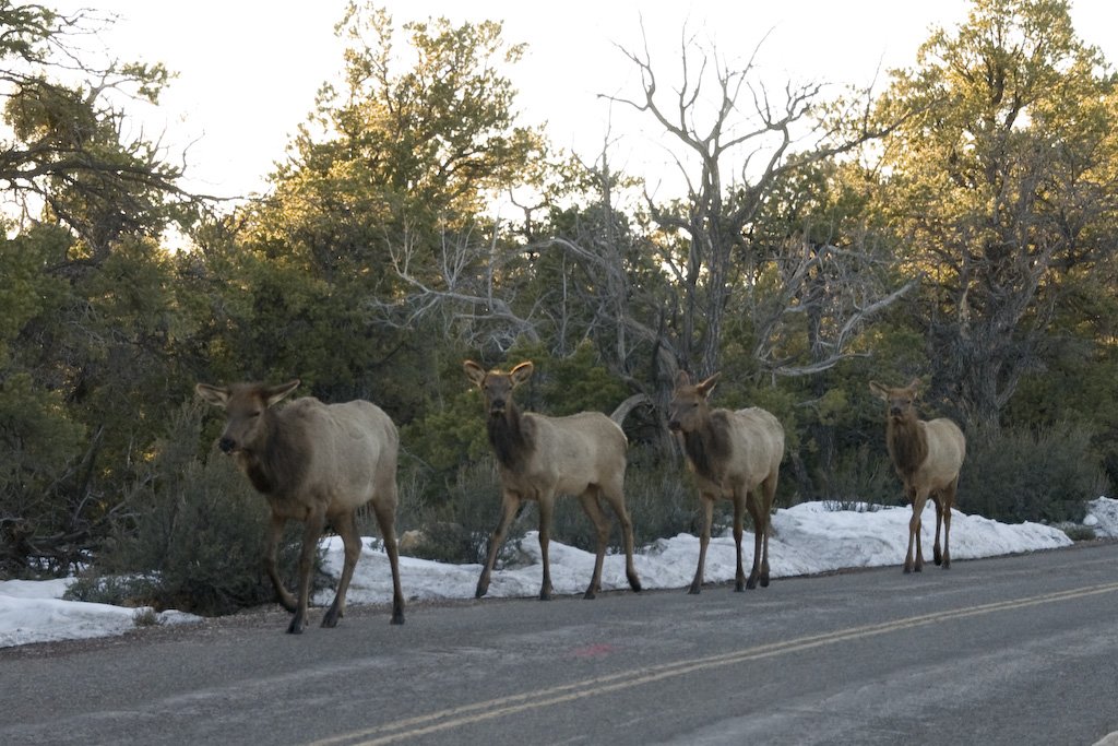 elkparade.jpg