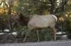 elkstrollingaroundthegrandcanyon_small.jpg