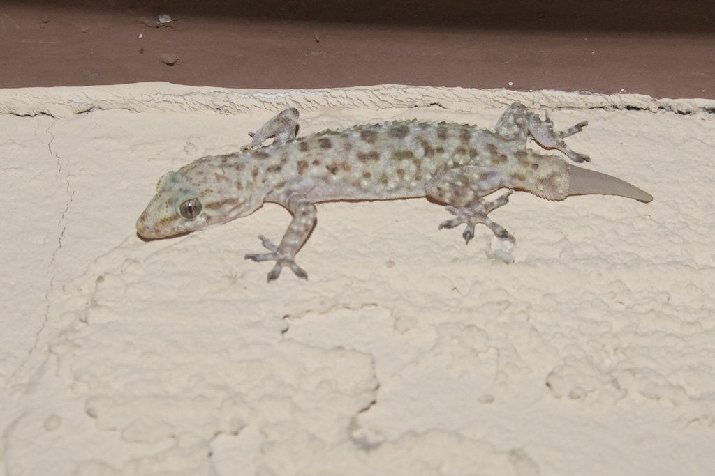 gecko.jpg
