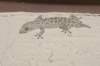 gecko_small.jpg
