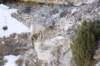 mountaingoat_small.jpg