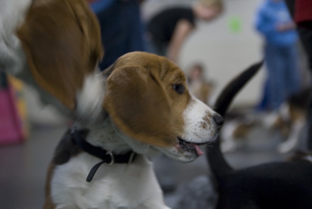beagles20071.jpg