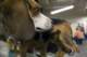 beagles2007100_small.jpg