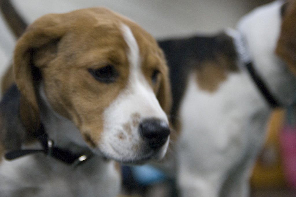 beagles2007101.jpg
