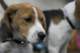 beagles2007101_small.jpg