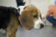 beagles2007102_small.jpg
