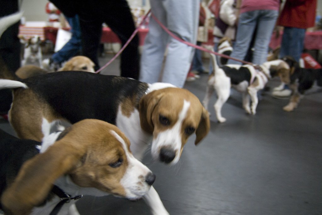 beagles2007103.jpg