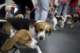 beagles2007103_small.jpg