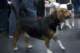 beagles2007104_small.jpg