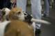 beagles2007105_small.jpg