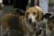 beagles2007106_small.jpg