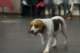 beagles200710_small.jpg