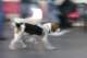 beagles200712_small.jpg