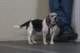 beagles200713_small.jpg