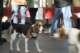beagles200714_small.jpg