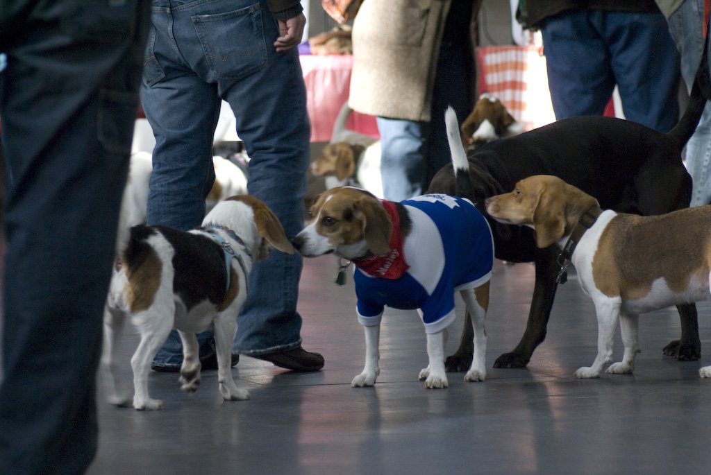 beagles200715.jpg