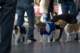 beagles200715_small.jpg