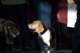 beagles200717_small.jpg