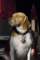 beagles200718_small.jpg