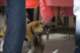 beagles200719_small.jpg