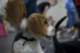beagles20071_small.jpg