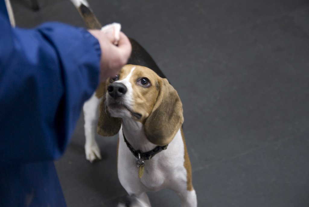 beagles20072.jpg