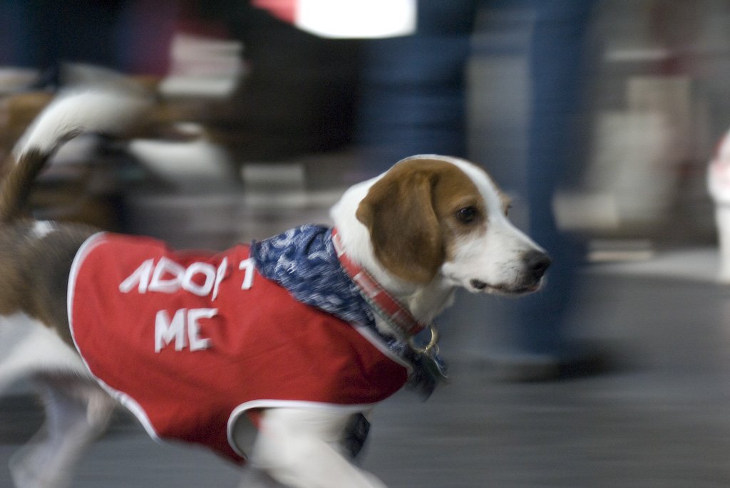 beagles200720.jpg