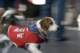 beagles200720_small.jpg