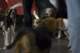 beagles200722_small.jpg
