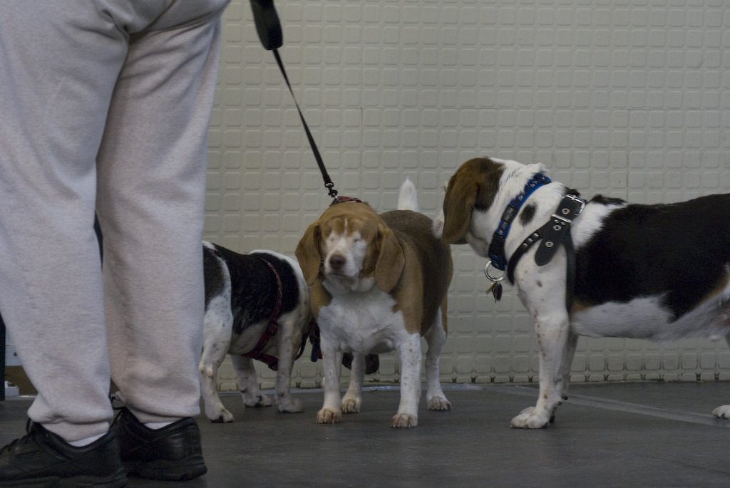 beagles200723.jpg
