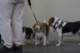 beagles200723_small.jpg