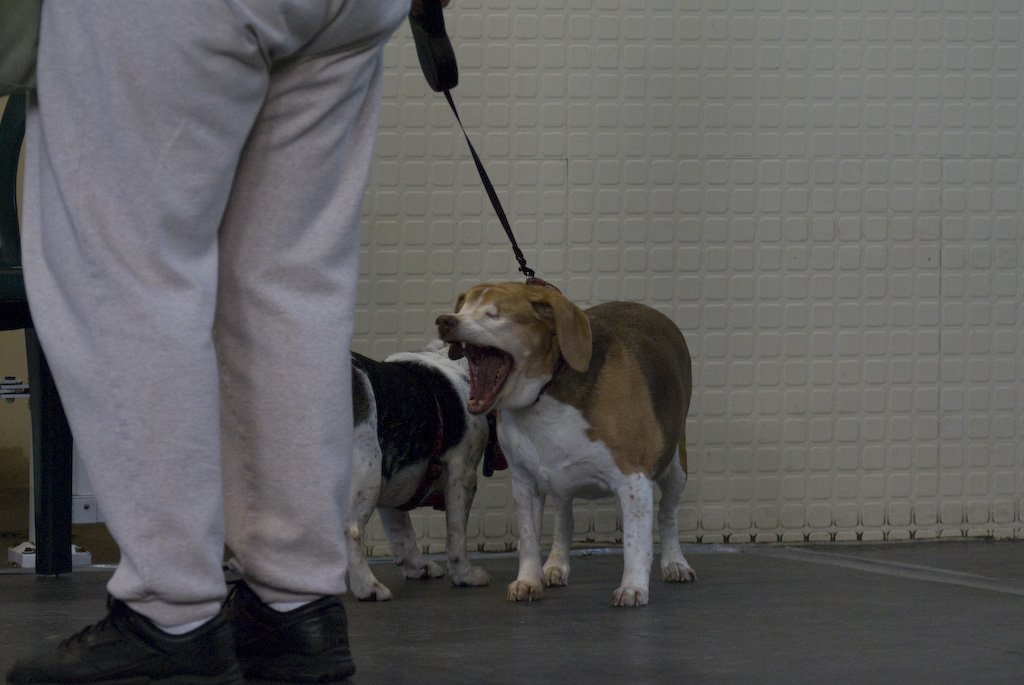 beagles200724.jpg