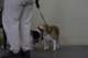 beagles200724_small.jpg