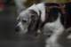 beagles200725_small.jpg