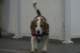 beagles200726_small.jpg