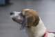 beagles200727_small.jpg