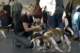 beagles200728_small.jpg