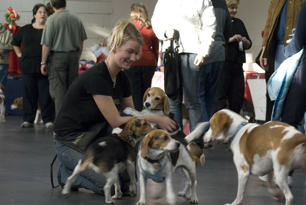 beagles200729.jpg