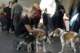 beagles200729_small.jpg