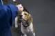 beagles20072_small.jpg