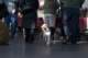 beagles200731_small.jpg