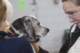 beagles200732_small.jpg