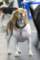 beagles200735_small.jpg