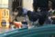 beagles200736_small.jpg