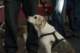 beagles200737_small.jpg