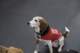 beagles20073_small.jpg